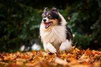 Oskar